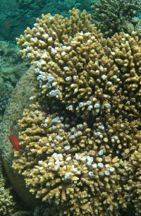 Red Sea <i>Acropora</i> Coral (2 of 2)
