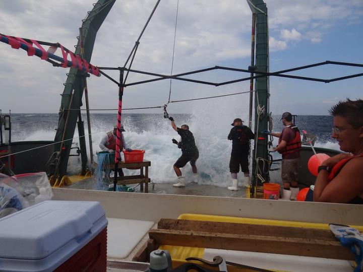 Marine scientists fish from the Gulf of Mexico for genetic analysis