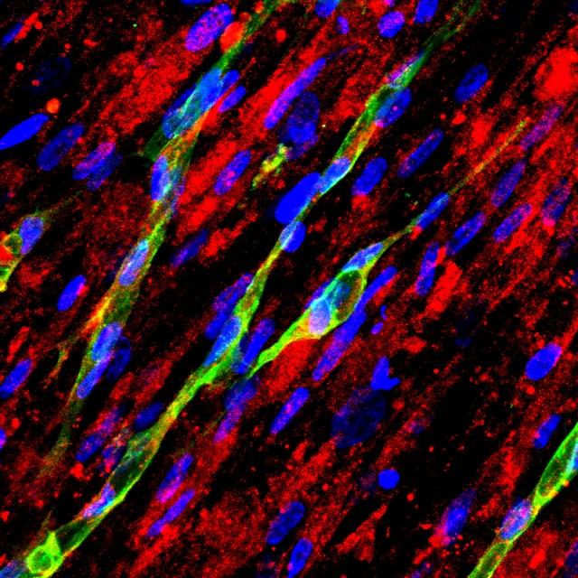 Prevascularized Tissue Microscopy