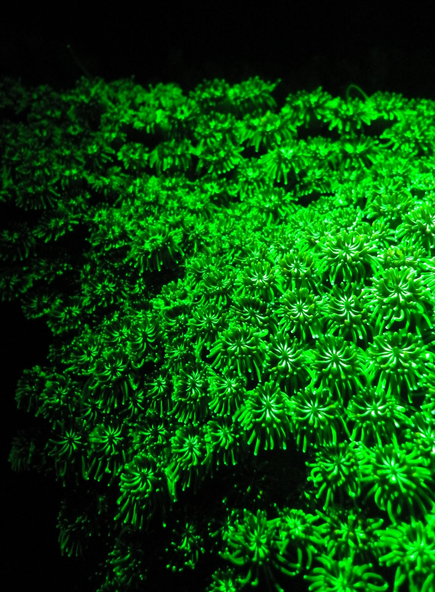 Green Fluorescence 