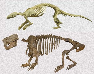 Fig. 2. Skeletons of Chinese Pangolin (<i>Manis pentadactyla</i>) (top) and <i>Ernanodon antelios</i