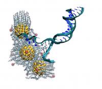 Gold Nanoparticles Pulling on DNA