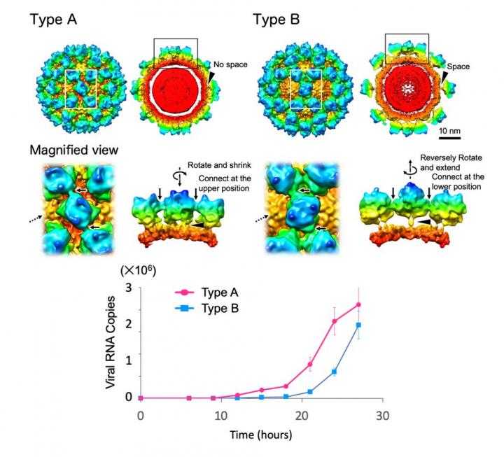 structure du norovirus étiquetée