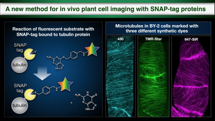 SNAP-Tag Imaging Enabled in Living Plant Cells