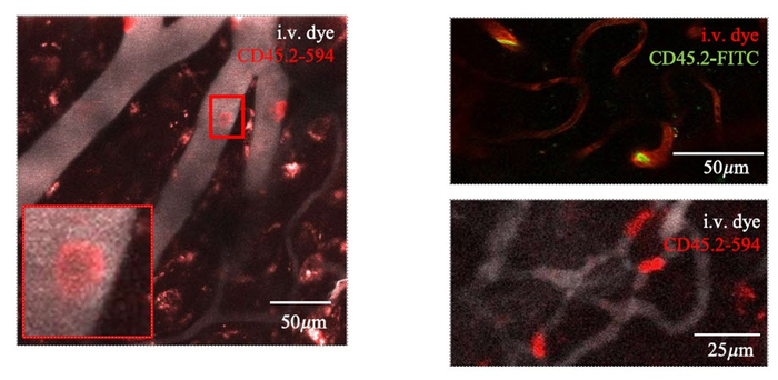 Representative two-photon images of cell labeling in cerebral microvasculature: (left) superficial cortical microvessels, (right, top) cells flowing through capillaries, (right, bottom) leukocytes deforming to fit in capillaries.