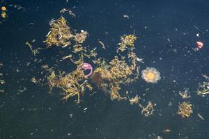 Plastic pollution and jellyfish