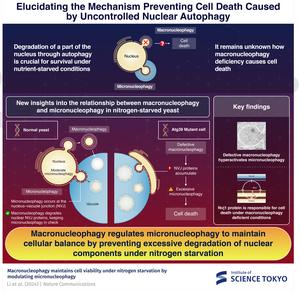 Elucidating the Mechanism Preventing Cell Death Caused by Uncontrolled Nuclear Autophagy