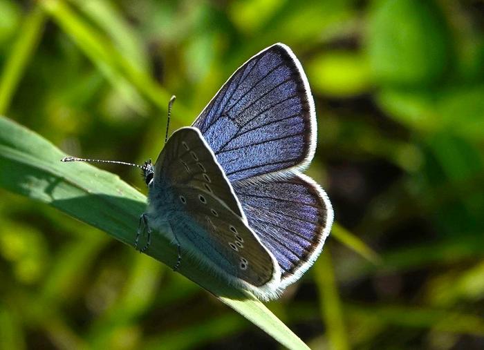 Mazarine blue (Cyaniris semiargus)