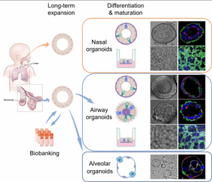 Epithelial cell populations