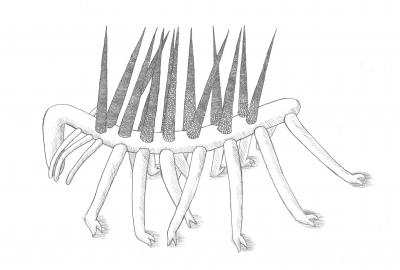 <i>Hallucigenia</i> Reconstruction