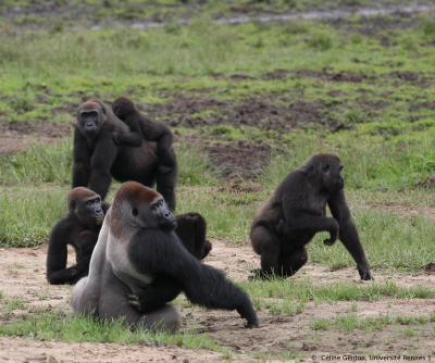 Gorillas, Ebola Study