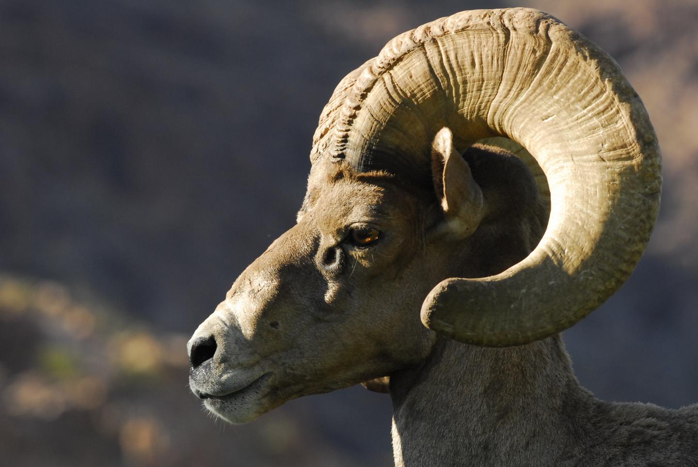 Desert Bighorn Sheep