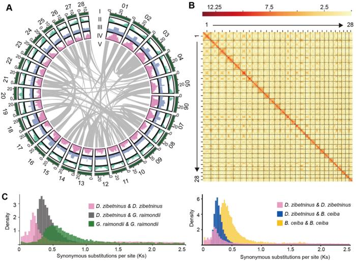 Analysis of genome evolution revealed a recent WGD that resulted in WGT of the D. zibethinus genome.