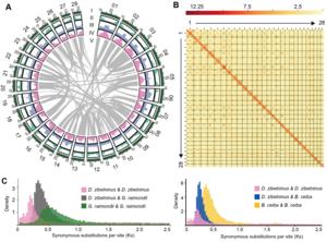 Analysis of genome evolution revealed a recent WGD that resulted in WGT of the D. zibethinus genome.