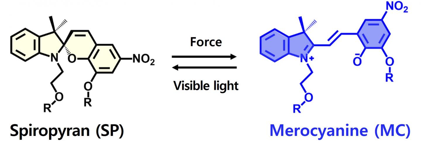 Chemical Structure of the Spiropyran (SP) Mechanophore and Its Transformation Into the Merocyanine (