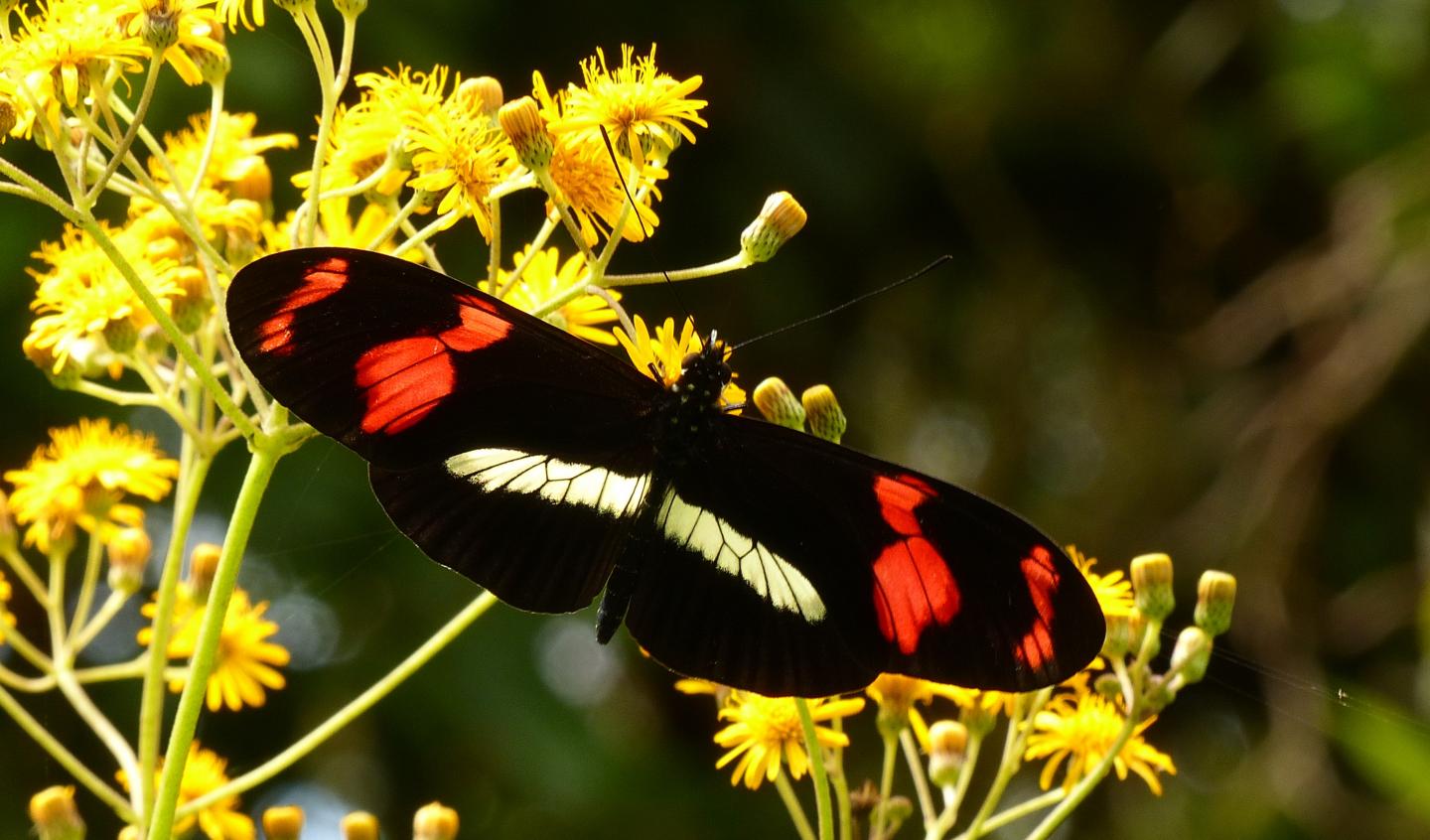 Heliconius Telesiphe Photo by Andrew Neild