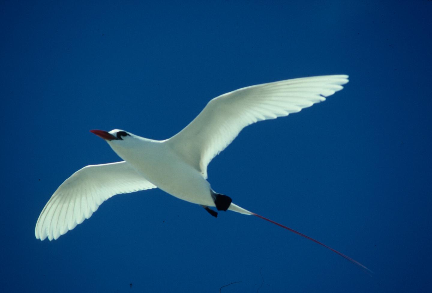 Red-Tailed Tropicbird