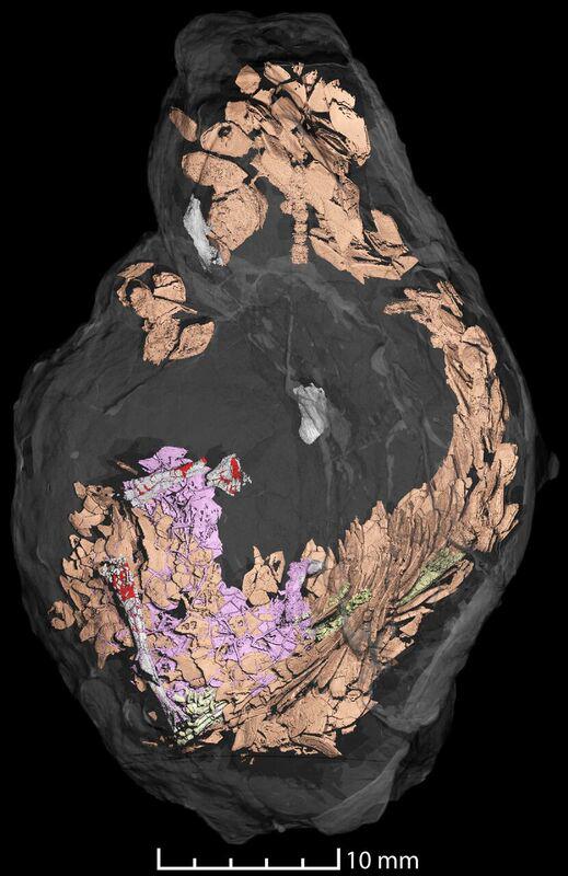 Image 1 Coprolite with Fish Remains