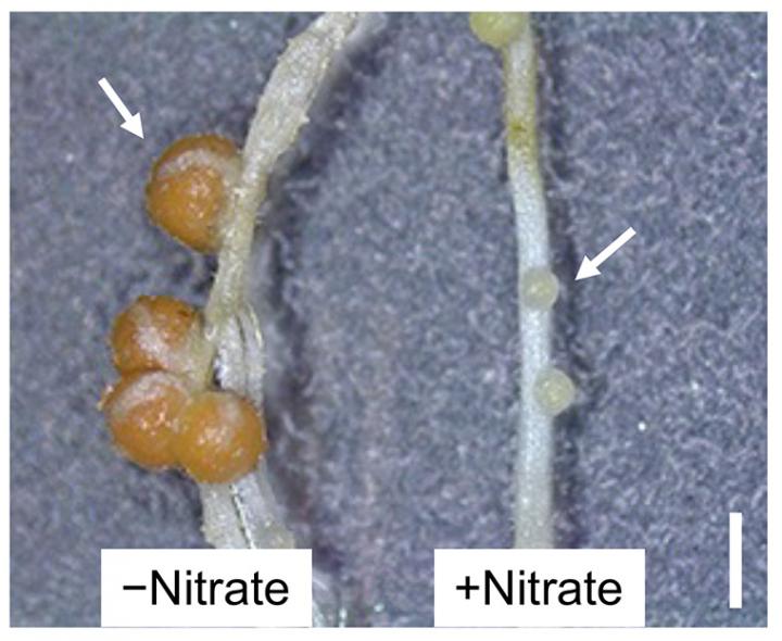 Figure 1. Nitrate-induced control of root nodule formation.
