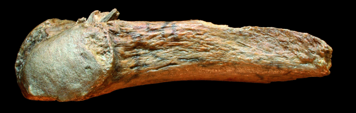 mastodon rib