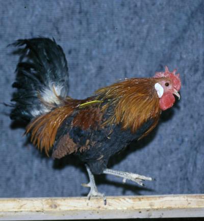 Red Jungle Fowl