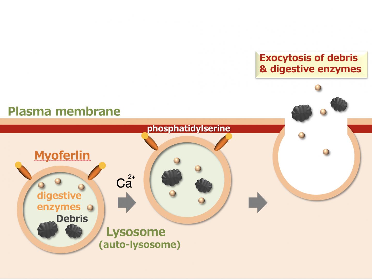 Figure 1. Myoferlin is a Protein Expressed on the Surface of Lysosomes