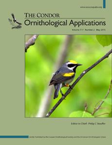 A Golden-Winged Warbler on the Cover of <i>The Condor: Ornithological Applications</i>