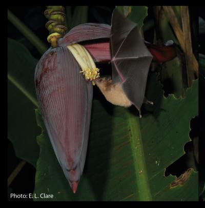 Pallas Long-Tongued Bat