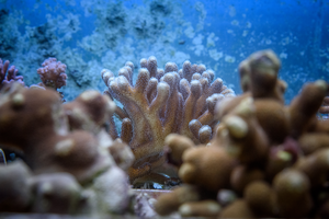 Stony corals