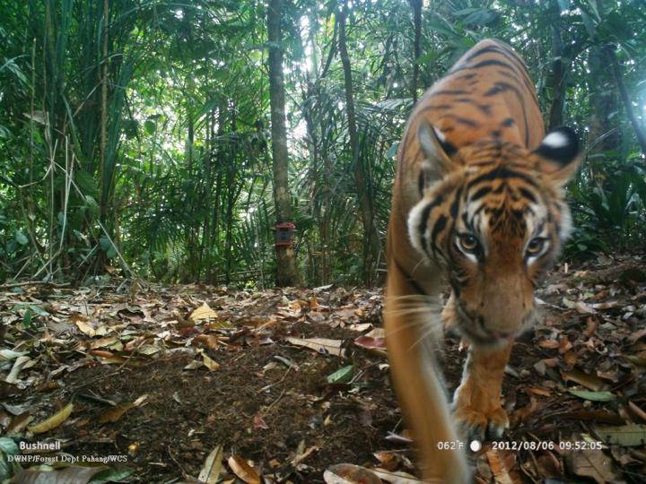 Tiger Camera Trap