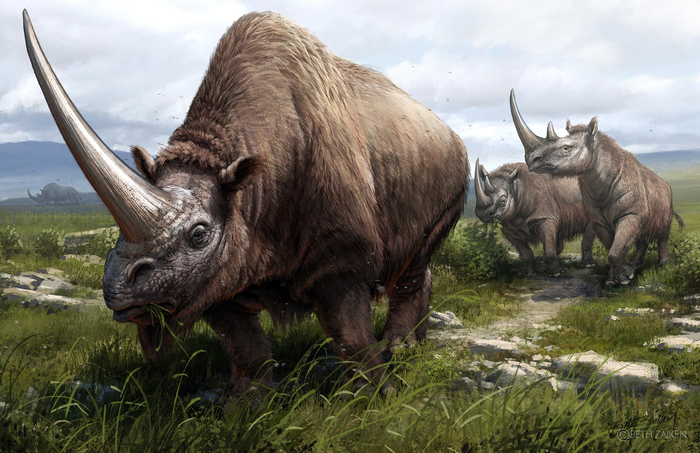 Three extinct rhinoceros species