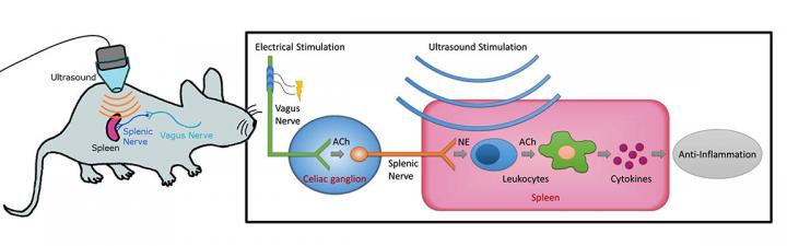 Ultrasound Study