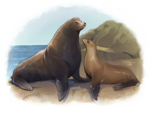 Illustration of female and male California sea lions.