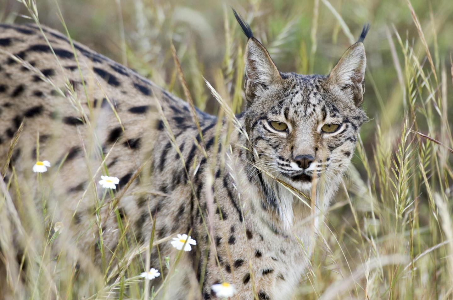 Iberian Lynx 2