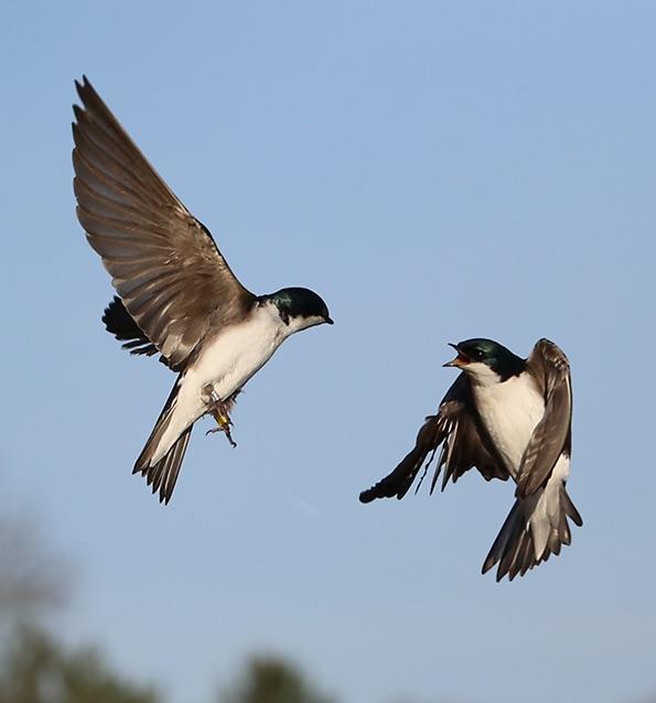 Aggressive tree swallows