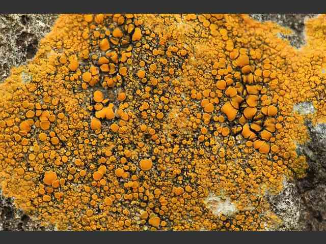 <i>Caloplaca lichens</i>