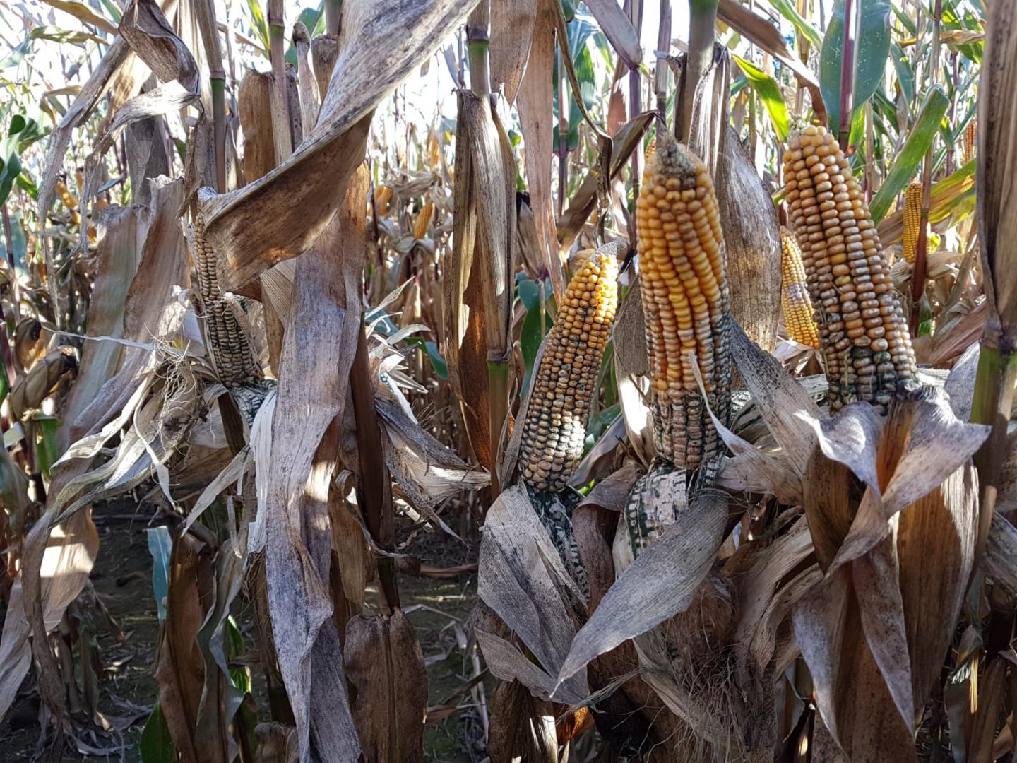 cobs of maize showing signs of fungus