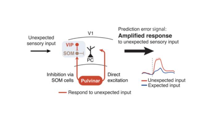 VIP and pulvinar interactions