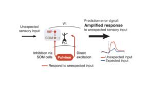 VIP and pulvinar interactions