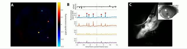 Epilepsy in Lab Mice