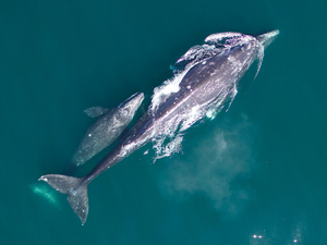 Gray whale numbers continue decline; NOAA fis