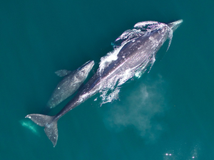 Gray whales