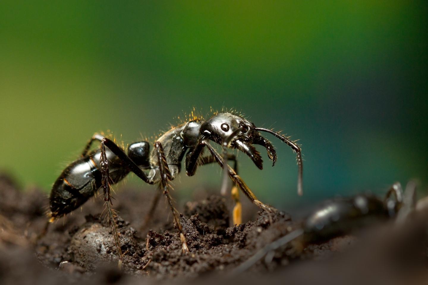 Dinosaur Ant, <i>Dinoponera quadriceps</i>