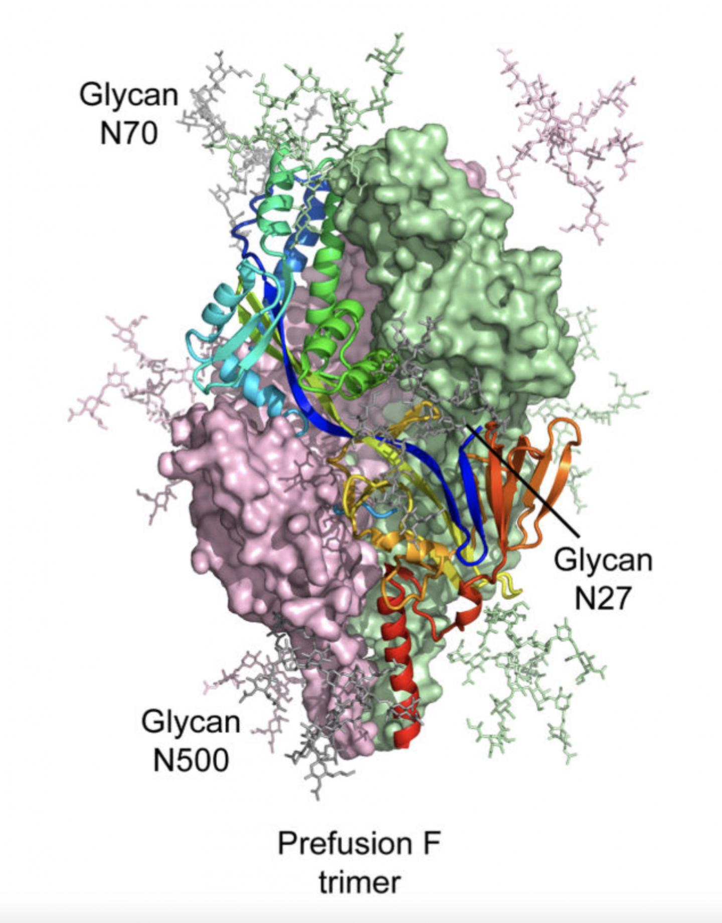 Structure of Prefusion F Glycoprotein from RSV
