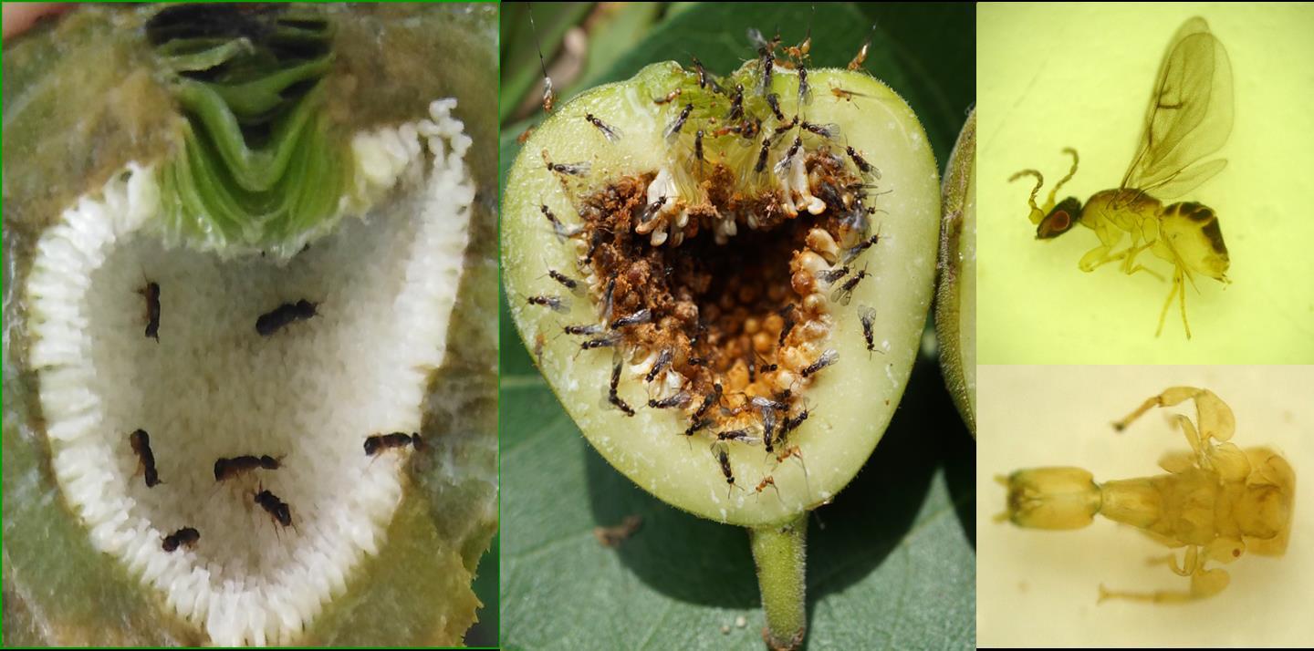 Genomes offer new insights into fig-wasp symb