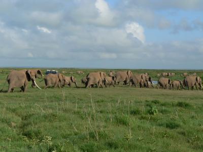 Bates et al. Elephants and Researchers