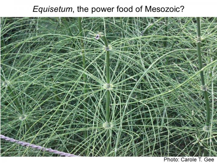 Equisetum, the Power Food of Mesozoic?