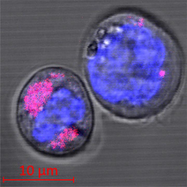 Stem Cells with Carbon Nanoparticles