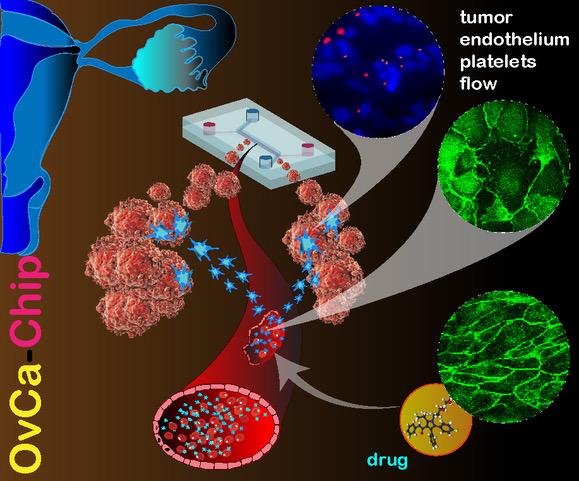 Organ-On-Chip