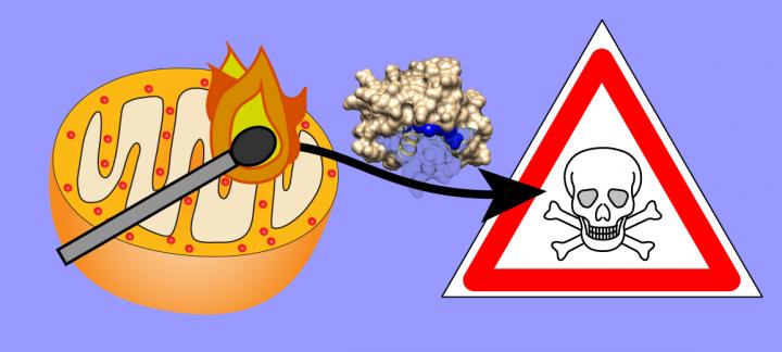 Damage to Mitochondria Can Induce Apoptosis through Cytochrome C